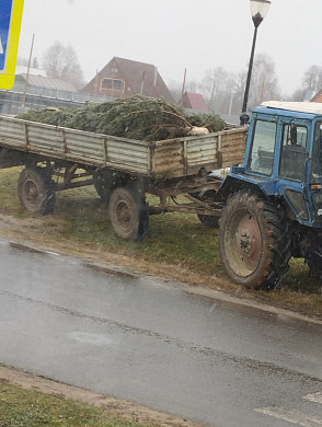 В Холуе уже установили новогоднюю елку