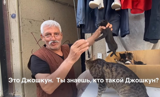 Кошек и собак из Ивановской области вывозят больше всего в Грузию и Турцию