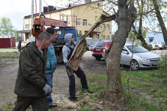 До конца месяца в Иванове снесут 25 аварийных деревьев