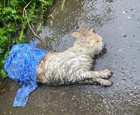  В Иванове в луже нашли тяжело раненного кота 