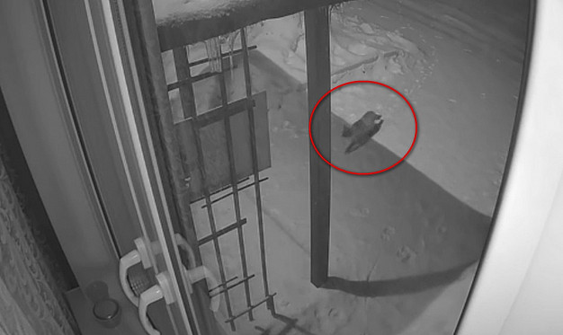 В Юже неизвестные жестоко расправились с домашним котом