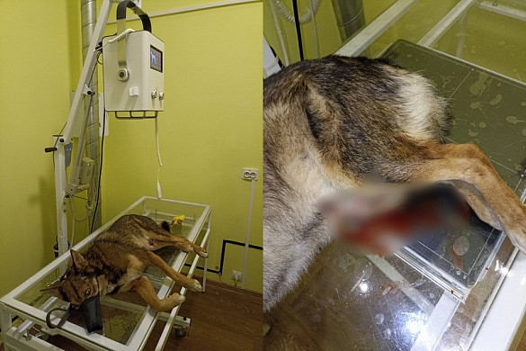 В Иванове водитель иномарки сбил на "зебре" собаку и скрылся, бросив пса умирать