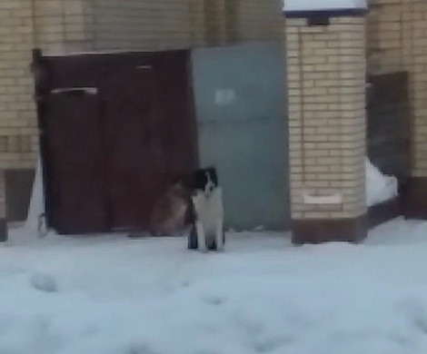 В Иванове алабай на самовыгуле терроризирует целую улицу