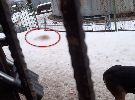 В Иванове уже две недели на улице лежат трупы собак