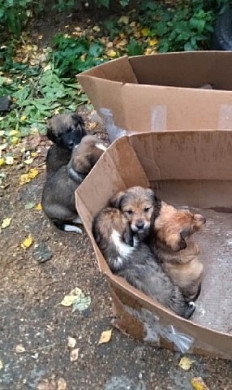 В Иванове неизвестные выбросили на помойку две коробки с 10 щенками