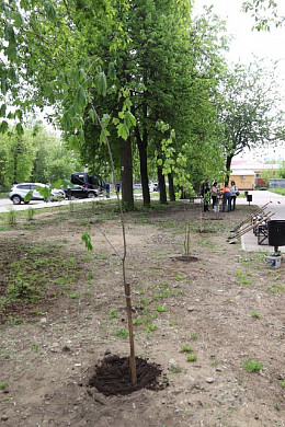 За год в Иванове высадили более 2000 деревьев и декоративных кустарников