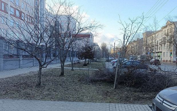  В Иванове кронировали полсотни молодых деревьев 