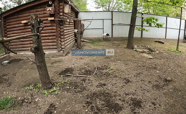 В ивановском зоопарке образовался редкий симбиоз