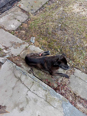 В Ивановской области изрешеченная пулями собака приползла за помощью в воинскую часть