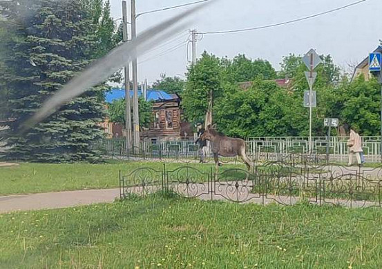 В Иванове по центру города бегает лось 