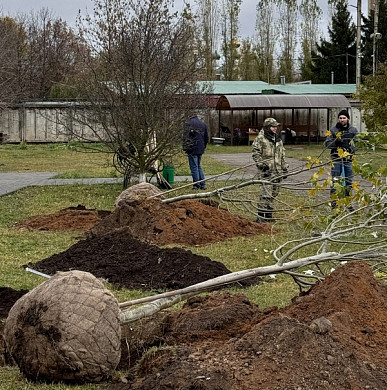  В октябре в Иванове появилось 18 новых деревьев 