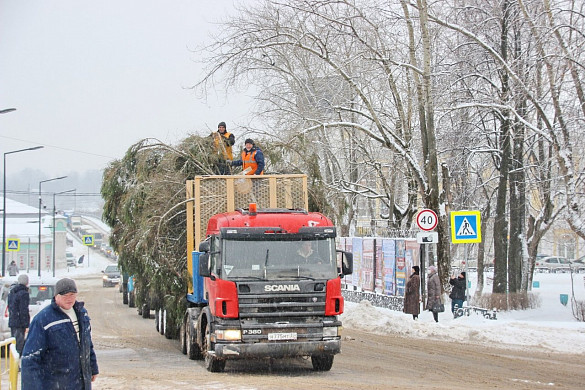 В Кинешме установили главную новогоднюю ель