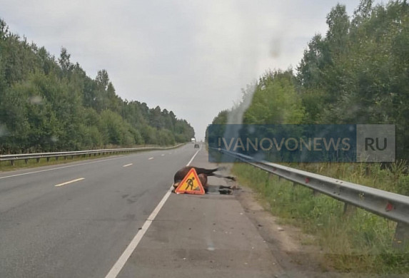  В Ивановской области на обочине второй день лежит труп лошади - ФОТО 