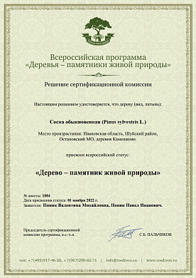 Удивительному дереву в Ивановской области присвоен статус памятника живой природы