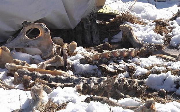В Иванове рядом с остановкой обнаружили останки разложившихся коров