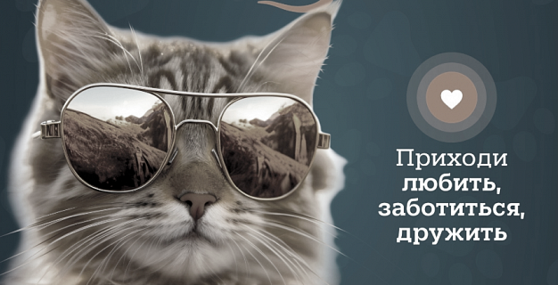 В Иваново едет выставка кошек, не раз привлекавшая внимание зоозащитников