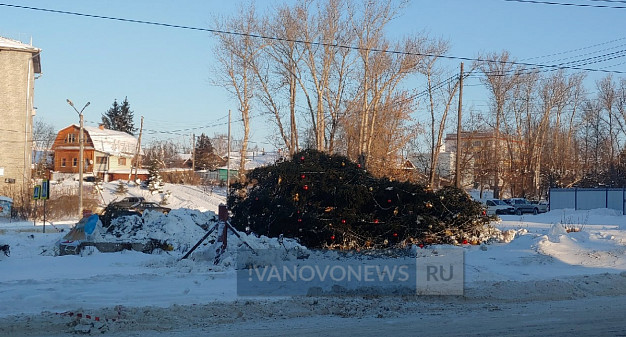  Упавшую шуйскую елку восстановили 