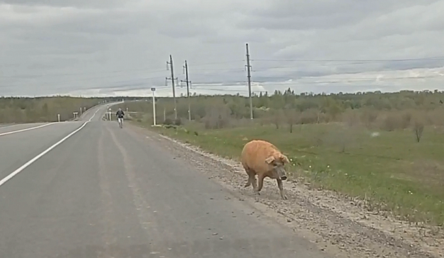 Под Вичугой двое мужчин ловили кудрявую свинью 