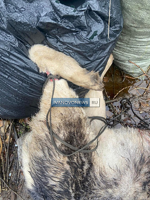 В Иванове ищут хозяев жестоко убитой хаски