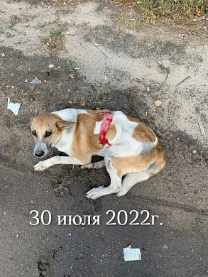 Суд наказал водителя, который сбил собаку на Парижской коммуны в Иванове и уехал