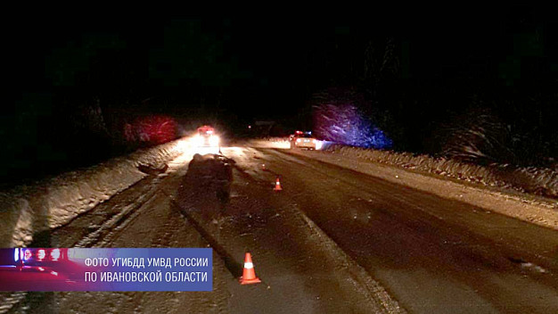 На трассе Палех-Южа легковушка сбила лося: два человека пострадали