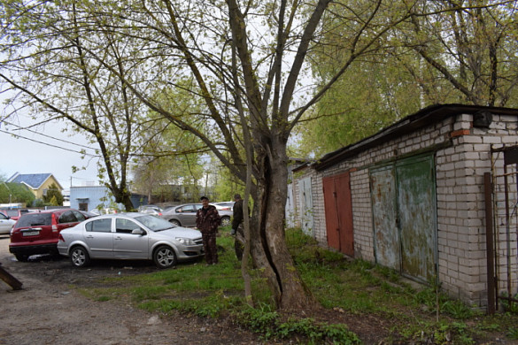До конца месяца в Иванове снесут 25 аварийных деревьев