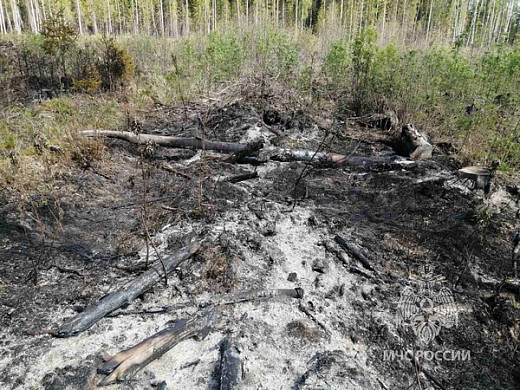 В Ивановской области лесной пожар уничтожил посадку молодых сосенок