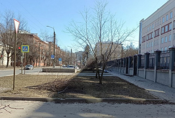  В Иванове кронировали полсотни молодых деревьев 