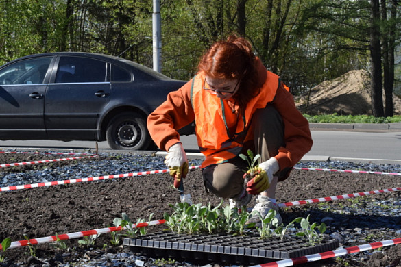 В Иванове высадят однолетники, повторяющие окраской цвета георгиевской ленточки