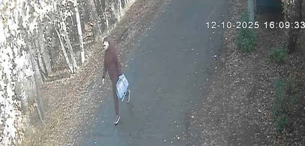 Ивановец не смог сдать кошку в приют и выбросил ее в кусты
