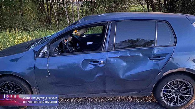 Лось стал причиной травм двух человек в Шуйском районе