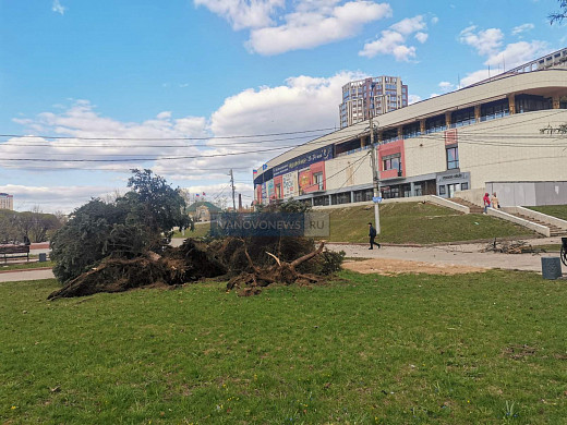 На площади Пушкина в Иванове упала не одна, а две елки 