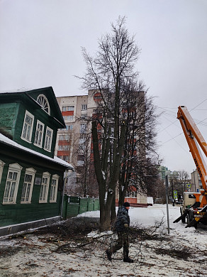 Рядом с музеем семьи Бубновых в Иванове изуродовали деревья