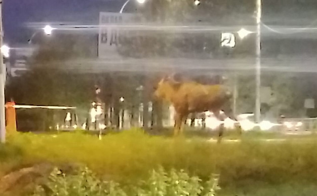 В Иванове замечен лось со сломанной ногой