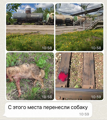 В Ивановской области попавшей под поезд собаке отрезало лапу