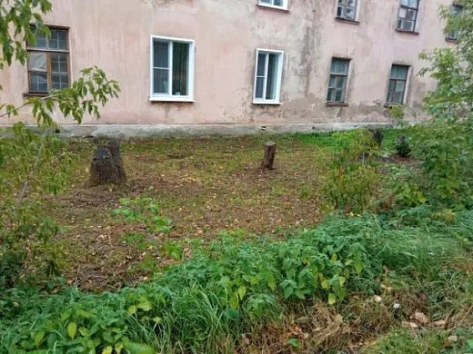 В Ивановской области приступили к спилу тополей