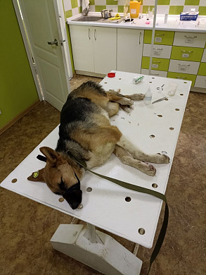 Под Ивановом нашли собаку с биркой на ухе и воспаленными швами после операции