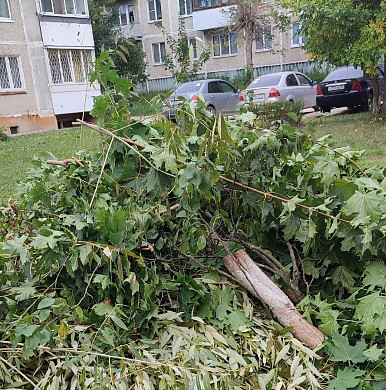 В Тейкове "кронируют" деревья под корень 