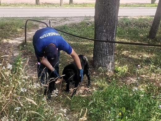 В Иванове в открытый люк упала собака