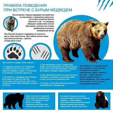 В Ивановской области медведи выходят к жилью 