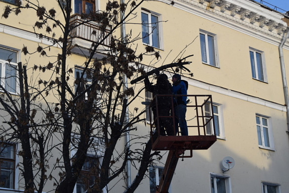 В Иванове начали обрезать деревья