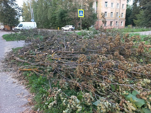 В Иванове не убирают спиленные ветки