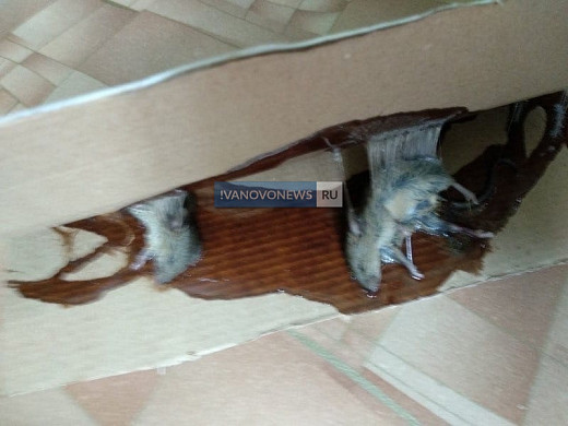В Иванове полчища мышей будоражат целый многоквартирный дом