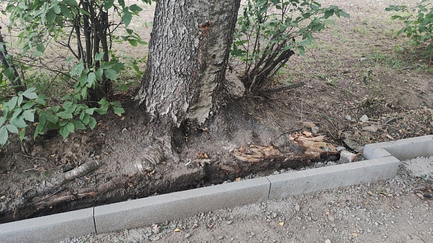 В Иванове во время работ по благоустройству, изувечили здоровые деревья и кусты