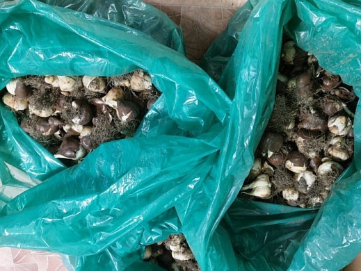  В Иванове продолжают раздавать луковицы тюльпанов 
