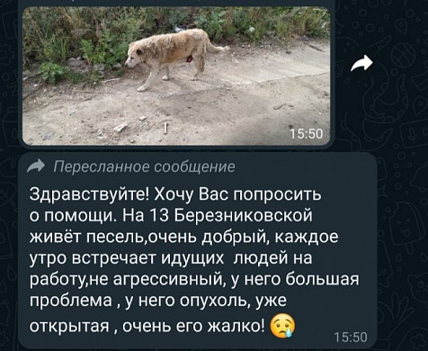 «Майский день» просит ивановцев помочь еще одному псу с опухолью
