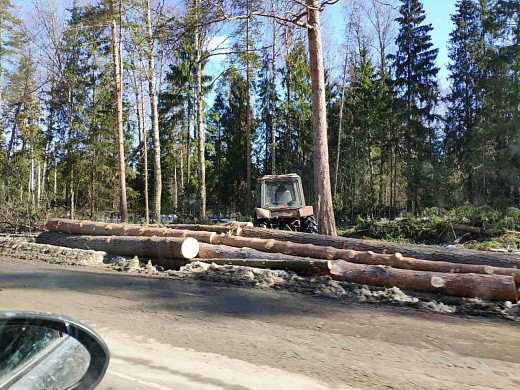 На Московской трассе массово вырубают деревья