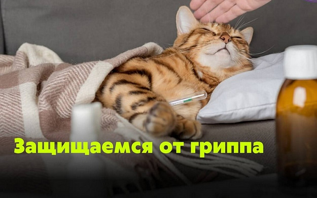 Эпидемиологическая ситуация по гриппу и ОРВИ в регионе за неделю
