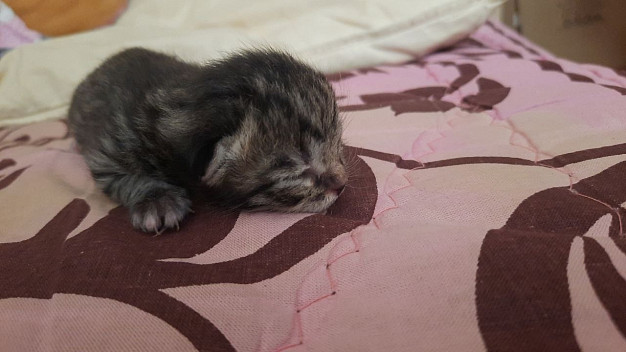 В Иванове студент спас котенка-утопленника из мусорного бака