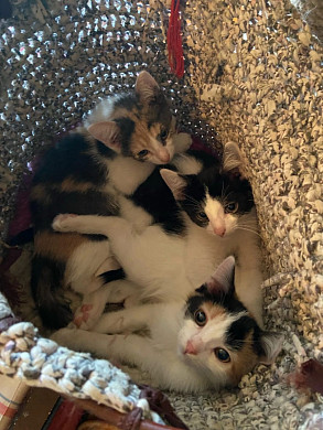 Ивановский приют для животных заполонили котята